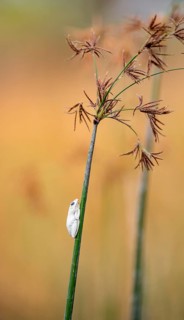 Marble redfrog (Hyperolius marmoratus), white frog sitting on a papyrus, Xakanaxa Lagoon, Okavango
