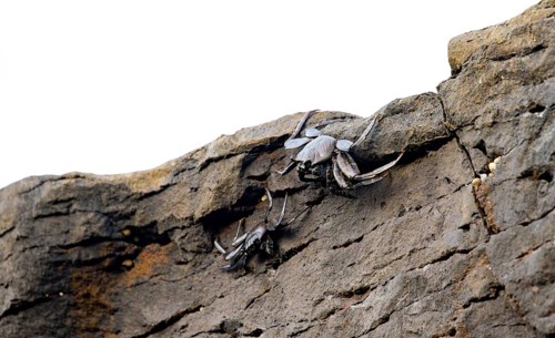 Red rock crabs (Grapsus adscensionis), black cubs on a volcanic rock, coast, La Santa, Lanzarote,