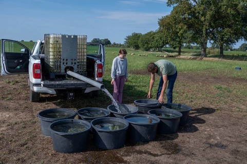Shepherd and his daughter fill water tubs from a pickup truck for sheep in the pasture,