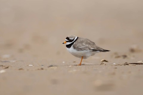 Ringed plover (Charadrius hiaticula) adult wader bird on a beach, England, United Kingdom