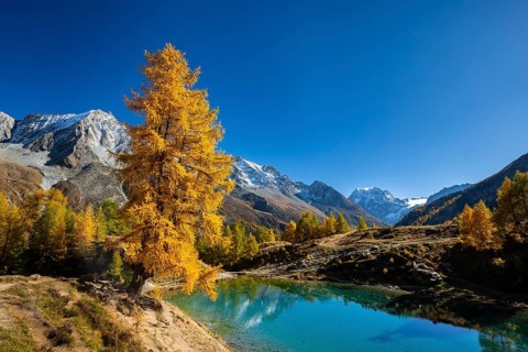 Lac Bleu with autumnal larches, Evolene, Val d'Herens, Canton of Valais, Switzerland