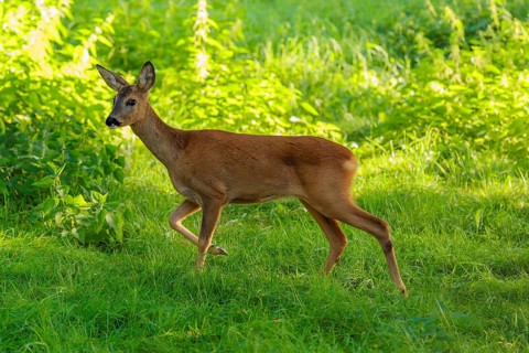 A roe deer (Capreolus capreolus) runs past a nettle bush on a sunny morning. Bavaria, Germany