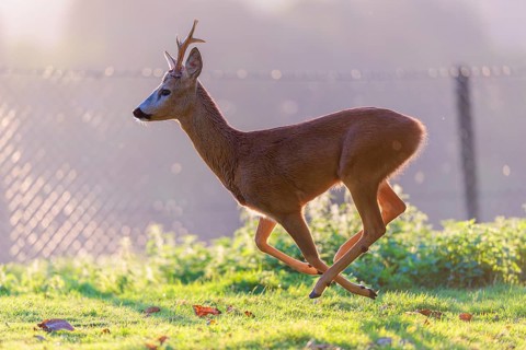 A roe buck (Capreolus capreolus) runs across a green meadow on a sunny day. A fence can be seen in