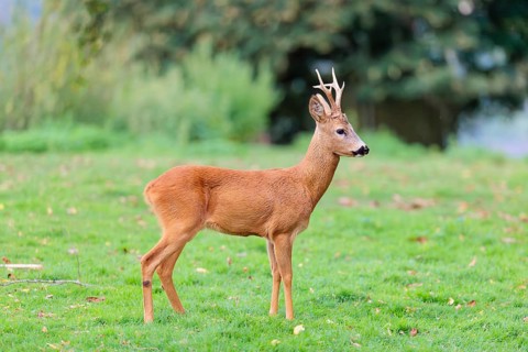 A roe buck (Capreolus capreolus) stands alertly in a green meadow. Bavaria, Germany
