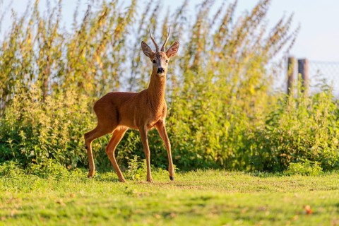 A roe buck (Capreolus capreolus) stands next to a nettle thicket on a sunny morning. Bavaria,