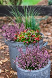 Tub with autumn plants, North Rhine-Westphalia, Germany