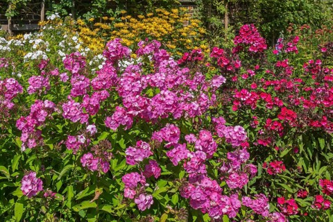 Perennial bed with phlox paniculata (summer phlox), Münsterland, North Rhine-Westphalia, Germany