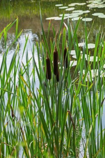 Cattail inflorescence (Typha sp.), Netherlands