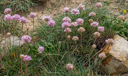 Beach grass clove (Armeria maritima), Algave, Portugal