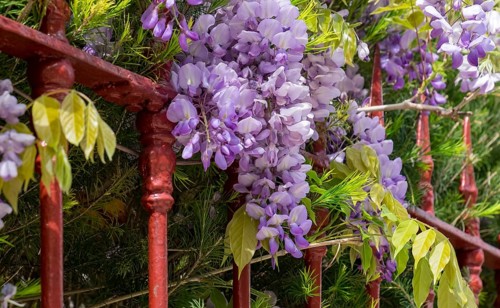 Blooming wisteria on a red garden fence, Portugal