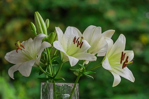 White lilies (Lilium) in a flower vase, Münsterland, North Rhine-Westphalia, Germany