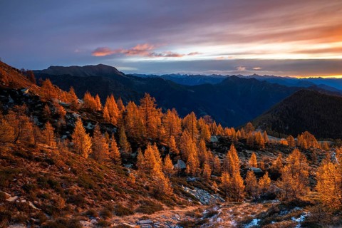 Autumn larches (Larix) in the first light of the rising sun, Alpe Salei, Onsernone Valley, Canton