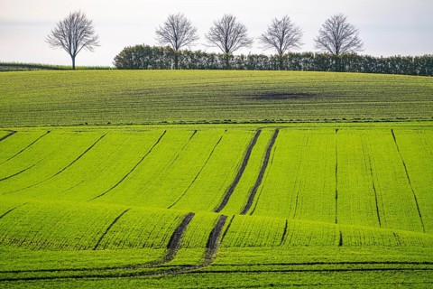 Traces of tractors in a freshly tilled field, first growth of winter grain, near Ratingen, North