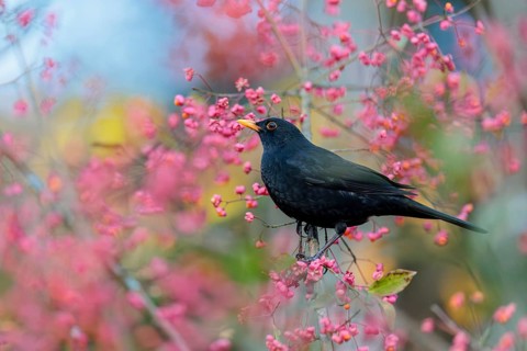 A common blackbird (Turdus merula) sits in a European spindle tree (Euonymus europaeus), and eats