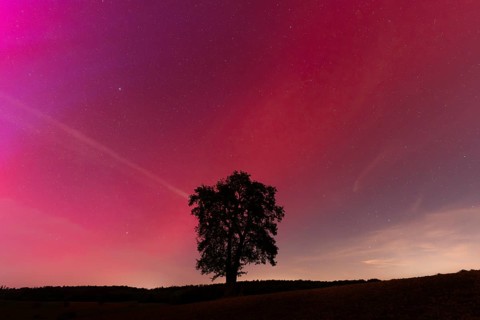 A solitary pear tree at night with aurora borealis. Rhein-Neckar District, Baden-Württemberg,
