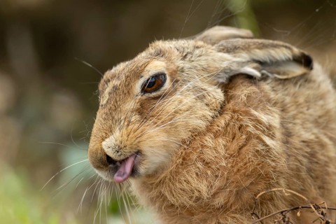 European brown hare (Lepus europaeus) adult animal showing humour or funny behaviour sticking its