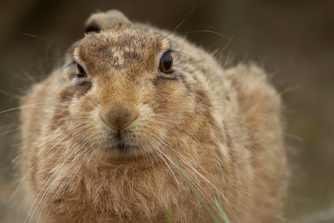 European brown hare (Lepus europaeus) adult animal head portrait, England, United Kingdom