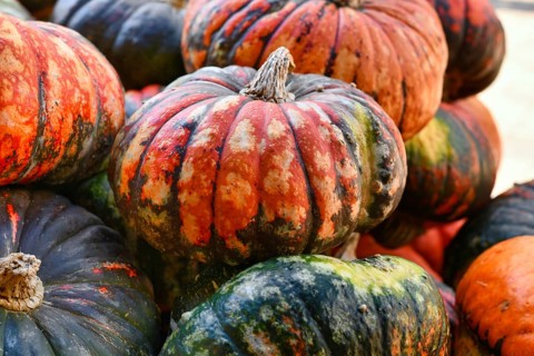 Pile of Zucca Lakota pumpkins at autumn farmers market for seasonal harvest