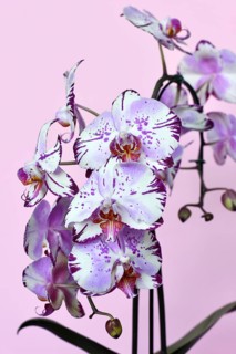 Close up of two colored purple and white flower of 'Phalaenopsis Magic Art' orchid on pink