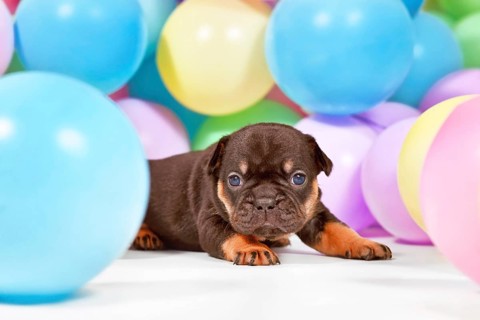 Tan French Bulldog dog puppy between colorful balloons