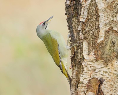 Grey woodpecker (Picus canus), male on a birch tree, wildlife, woodpeckers, nature photography,