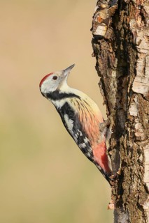 Middle woodpecker (Dendrocopos medius), on a birch tree, wildlife, woodpeckers, nature photography,