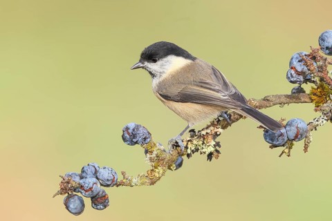 Willow tit (Parus montanus) sitting on lichen-covered sloes (Prunus spinosa) branch, wildlife,