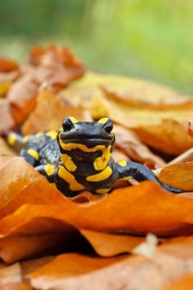Fire salamander (Salamandra salamandra), in a beech forest on autumn leaves, autumn, animal