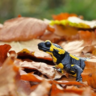 Fire salamander (Salamandra salamandra), in a beech forest on autumn leaves, autumn, animal