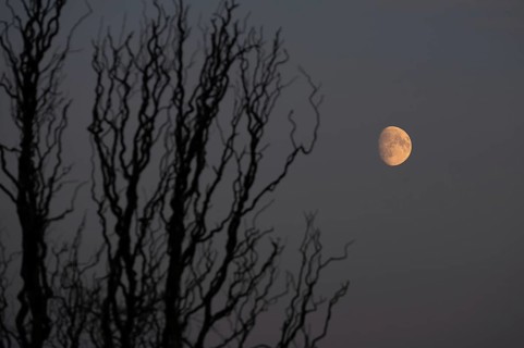 Reddish moon early evening, Darß, Mecklenburg-Western Pomerania, Germany
