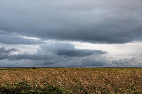 Dark rain clouds (Nimbostratus) above the lagoon, reed, thatch (Phragmites australis), Ahrenshoop,