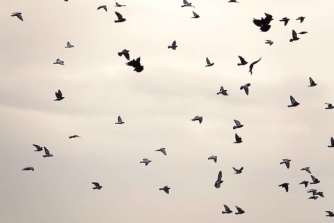 Swarm of pigeons in a city in the sky, autumn, Germany