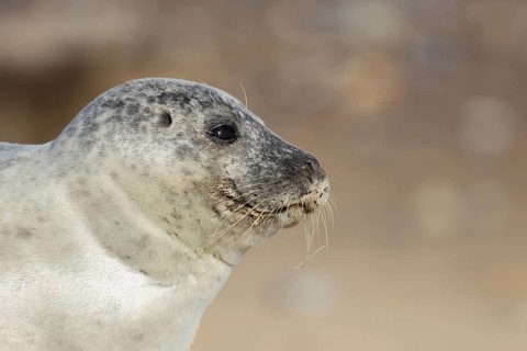 Common seal (Phoca vitulina) adult animal head portrait, England, United Kingdom