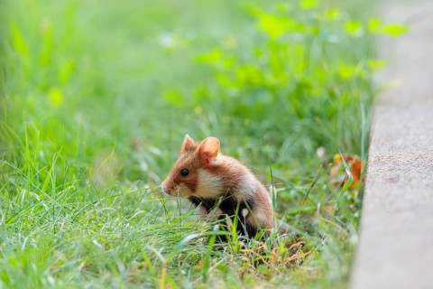 A European hamster (Cricetus cricetus) stands upright on green grass near a grave. Vienna, Austria