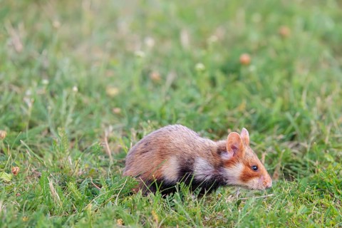 A European hamster (Cricetus cricetus) forages for food on green grass. Vienna, Austria
