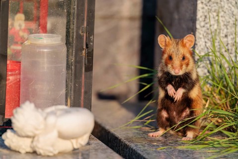 A European hamster (Cricetus cricetus) stands on a grave in the evening sun, searching for food.