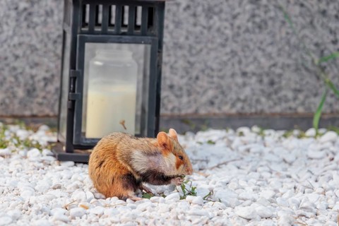 A European hamster (Cricetus cricetus) forages for food on a grave. Vienna, Austria