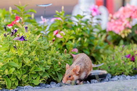 A European hamster (Cricetus cricetus) searches for food on a decorated grave and eats the petals