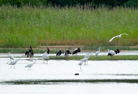 Black storks (Ciconia nigra) and great egret (Ardea alba) in the shallow water zone of a pond,