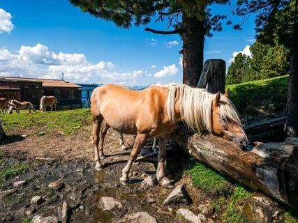 Free-grazing horses on an alpine pasture near the Acherkogel in the Stubai Alps in Hochoetz, Ötz,