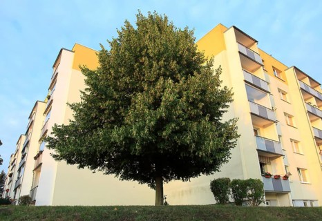 Urban greening, blooming linden tree in front of rental apartments of the Weimar housing