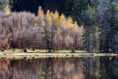 Late autumn, water reflection in moor pond, autumn, near Oberstdorf, Oberallgäu, Allgäu, Bavaria,