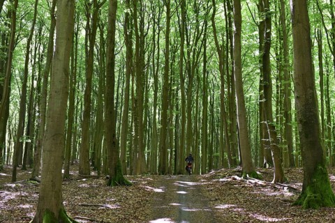 Female cyclist in the beech forest of Jasmund National Park on Rügen, Mecklenburg-Western