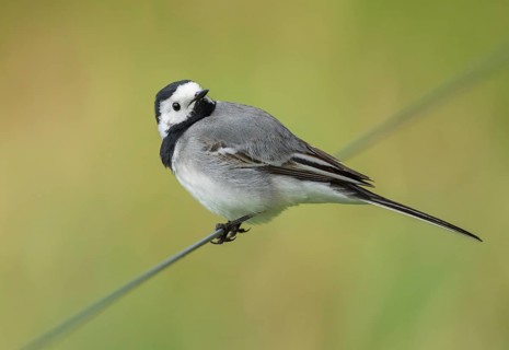 Wagtail (Motacilla alba) standing on a wire fence, Lower Saxony, Germany