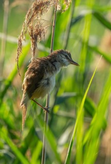 Thrush warbler (Acrocephalus arundinaceus) on a reed, reed (Phragmites australis), Lower Saxony,