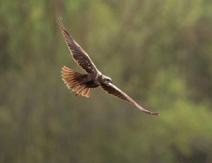Harrier (Circus aeruginosus), female searching for food in flight, Lower Saxony, Germany