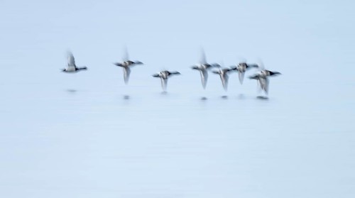 Heron duck (Aythya fuligula), heron flying over a lake, motion blur, long exposure, pull, mopping