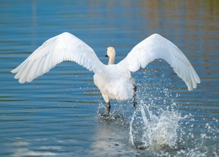 Humped swan (Cygnus olor) takes off from a lake, blue water, Lower Saxony, Germany