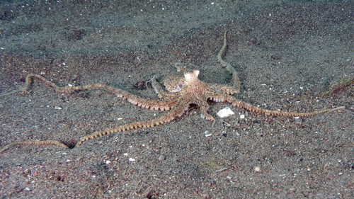 A marbled octopus (Amphioctopus aegina) spreads on sandy seabed. Puri Jati Dive Site, Umeanyar,