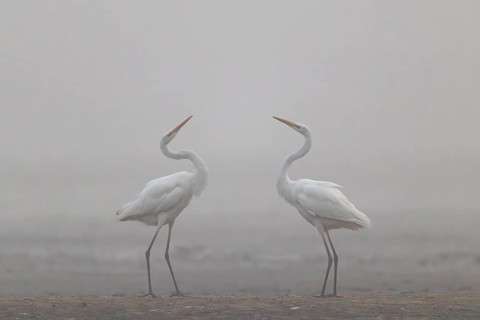 Great Egret, (Egretta alba) Warring Great Egret in the Mist, Lusatia, Saxony, Germany